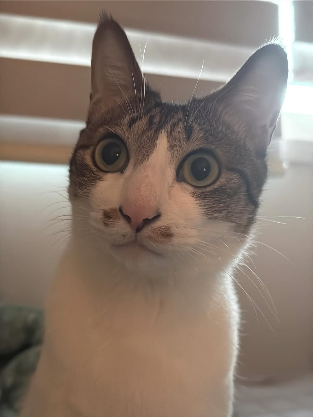 Photo by 간헐적 개냥이 on November 15, 2025. May be an image of Abyssinian cat, kitten and text.