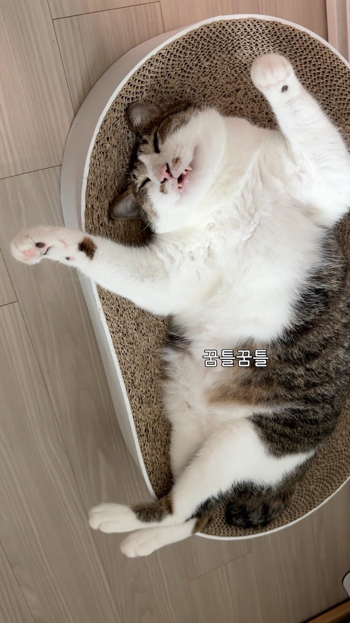 ganher_cat_ 게시물 이미지: 자는 것도 심상치 않다..
.
.
.
#고양이#개냥이#환콜이#cat