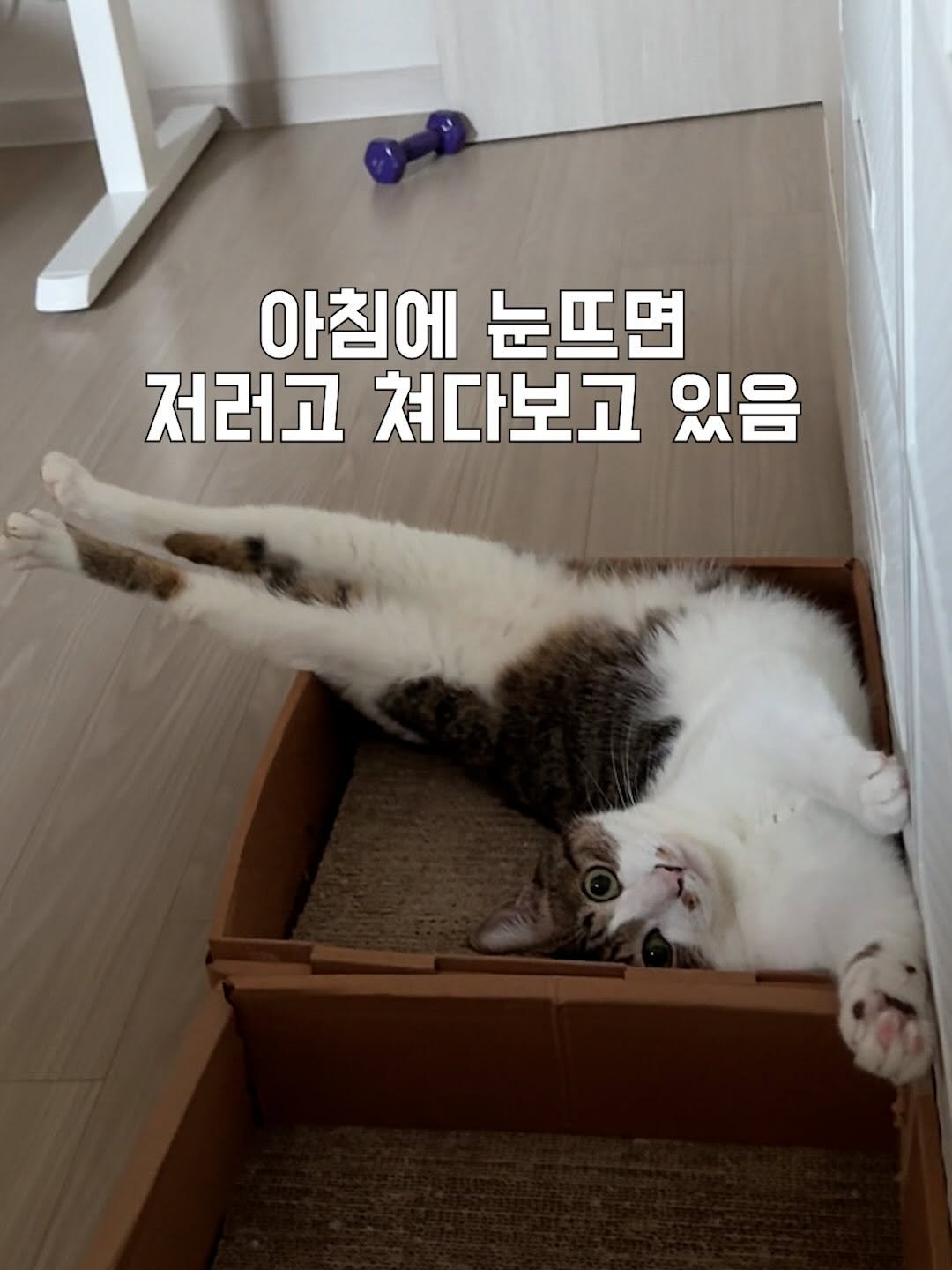 Photo by 간헐적 개냥이 on September 14, 2025. May be an image of cat and text that says '아침에눈뜨면 아침에 눈뜨면 저러고 러고쳐다보고있 쳐다보고 있음'.