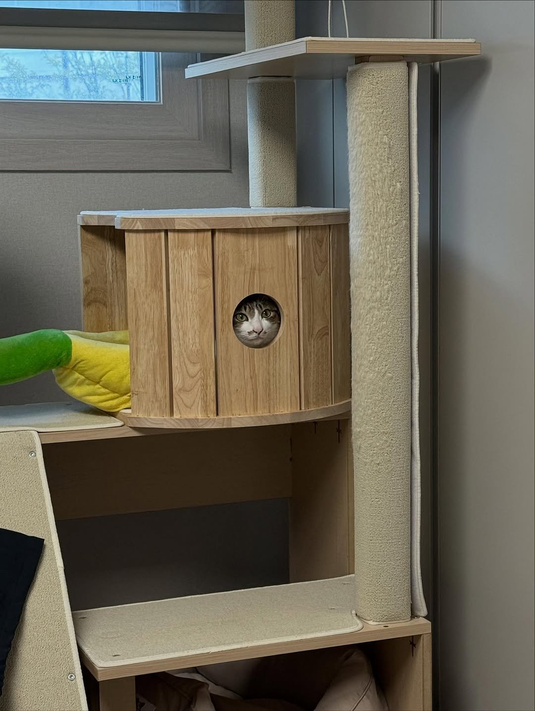 Photo by 간헐적 개냥이 on November 05, 2025. May be an image of kitten, Abyssinian cat, woodwork and text.