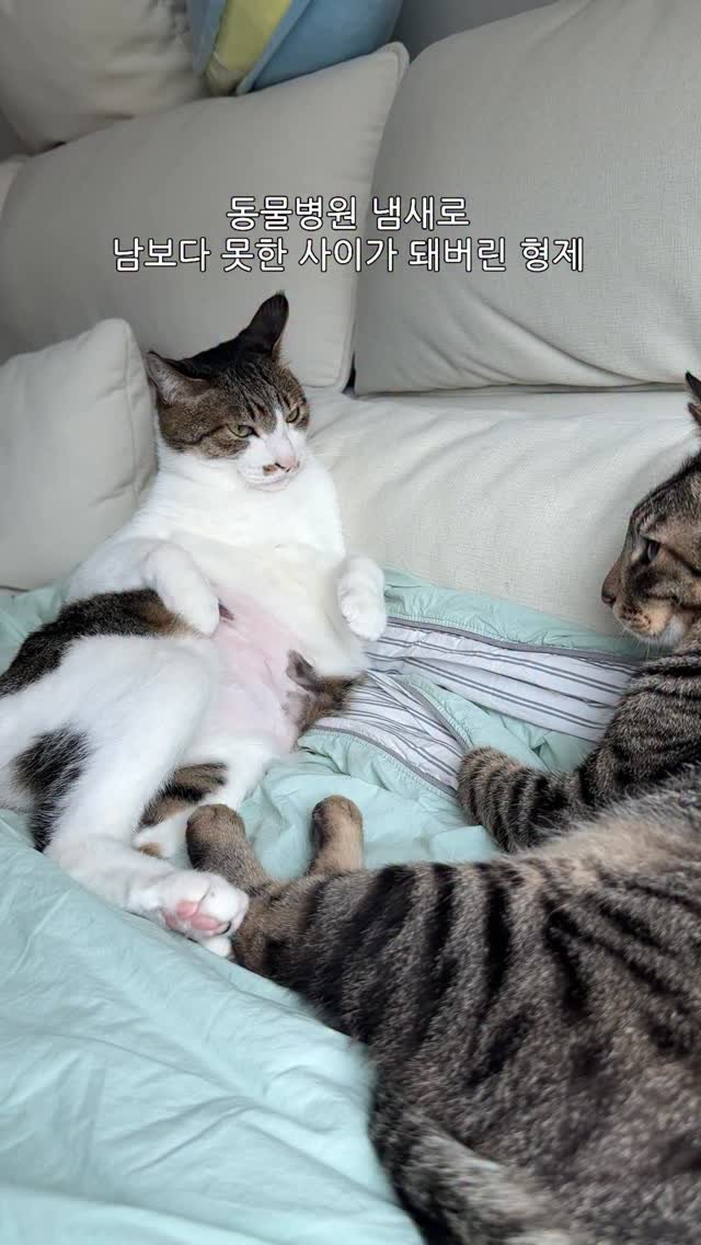 ganher_cat_ 게시물 이미지: 결국 하악질 전문가 모셔 옴..
최다 하악질 피해자 오란씨 아저씨
오란씨로 환타의...