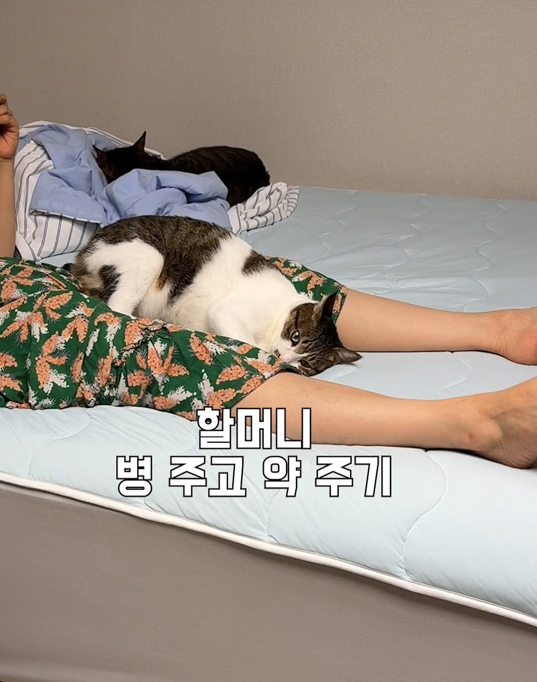 Photo by 간헐적 개냥이 on September 24, 2025. May be an image of 1 person, sleeping, cat, pie, mattress, bedroom and text that says '할머니 병주고약주기 병주고 병 주고 약 주기'.
