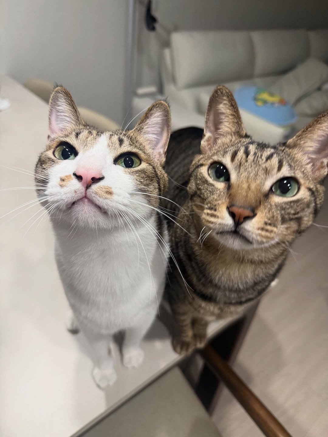 Photo by 간헐적 개냥이 on November 12, 2025. May be an image of serval, Abyssinian cat, kitten and text.