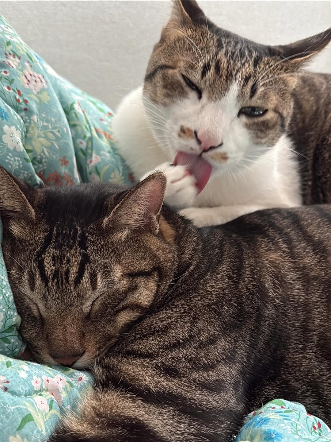 Photo by 간헐적 개냥이 on November 07, 2025. May be an image of Abyssinian cat, kitten and text.