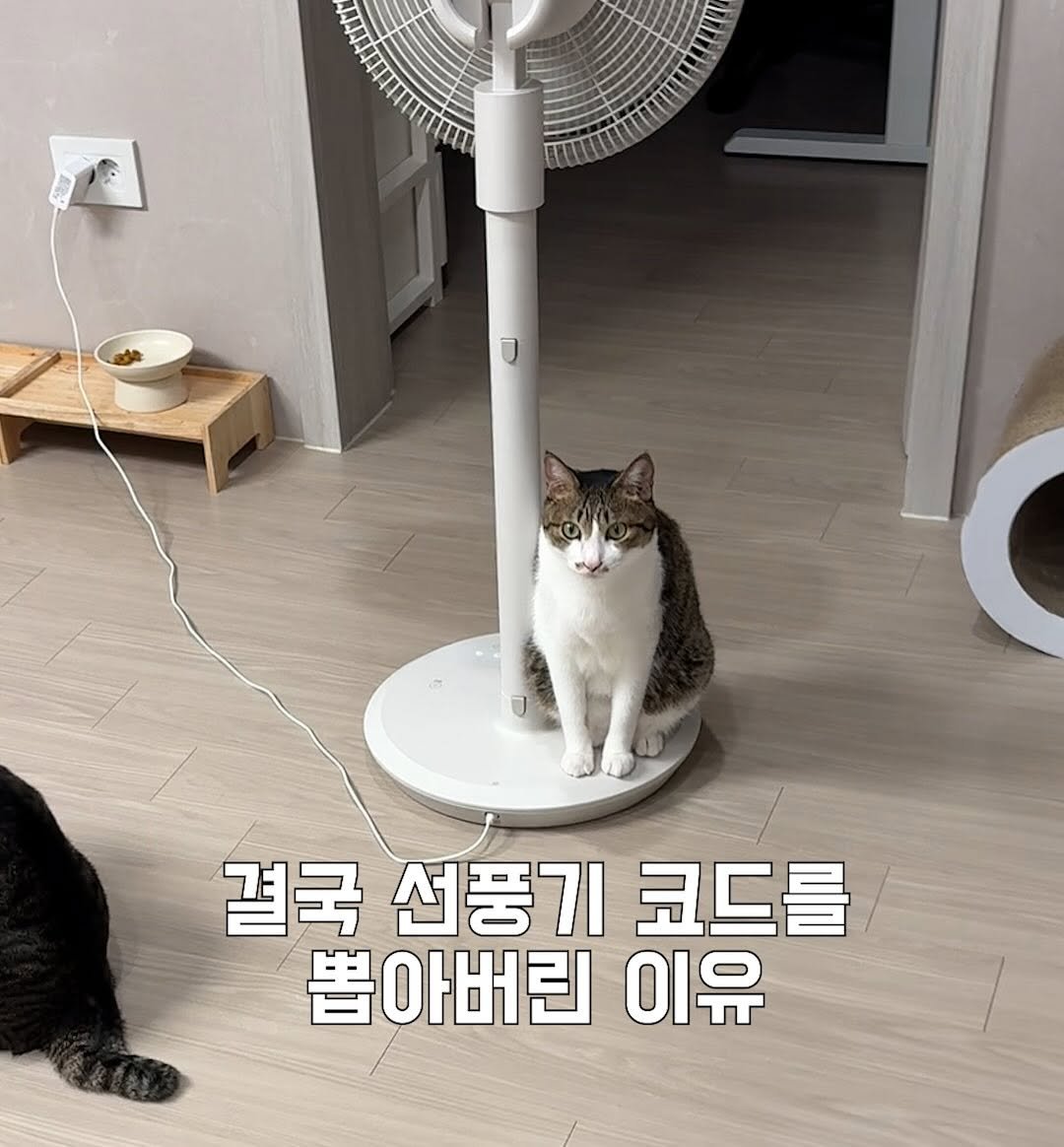 Photo by 간헐적 개냥이 on September 16, 2025. May be an image of Abyssinian cat and text that says '결국 선풍기 코드를 害 뽑아버린 이유'.