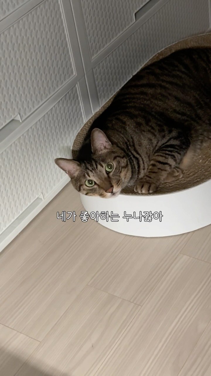 ganher_cat_ 게시물 이미지: 콜라 저런 표정 처음 봄ㅋㅋㅋㅋ
.
.
.
#고양이#개냥이#환콜이#cat