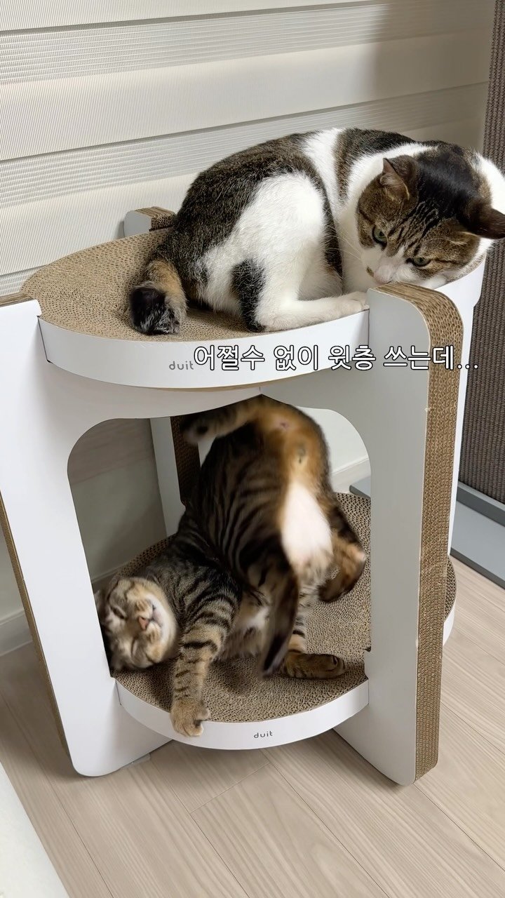 ganher_cat_ 게시물 이미지: 둘이 싸우는 이유가 얼척이 없음…
.
.
.
#고양이#개냥이#환콜이#뚱띠해삼