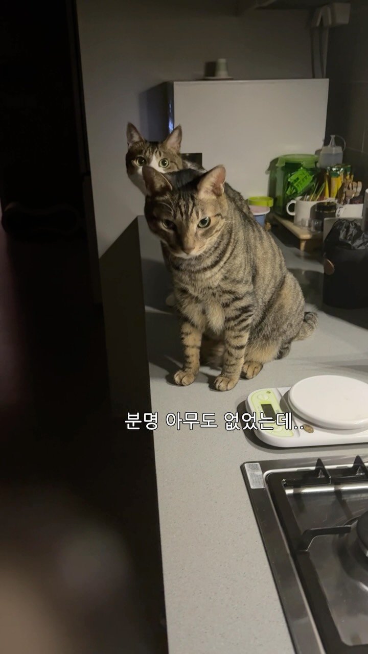 ganher_cat_ 게시물 이미지: 새벽에 물 마시러 나왔다가..
굉장한 오해를...