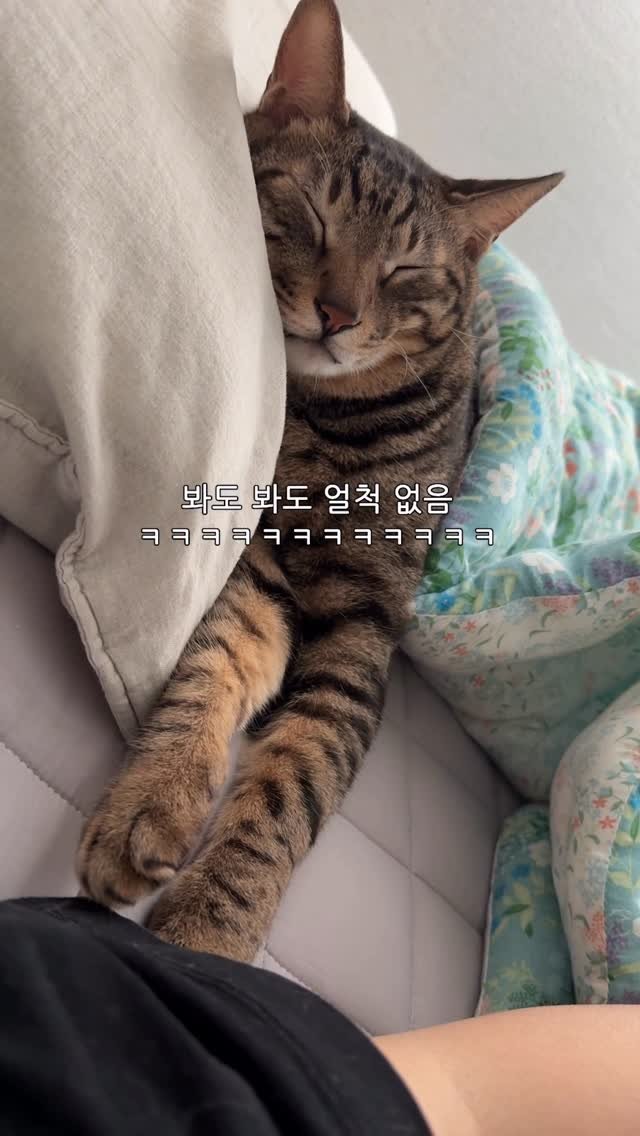 ganher_cat_ 게시물 이미지: 베게 없이 못잠😴 
콩알만한게(?) 침대 1인분 차지
옆에 저러고 자고 있는거 보면...