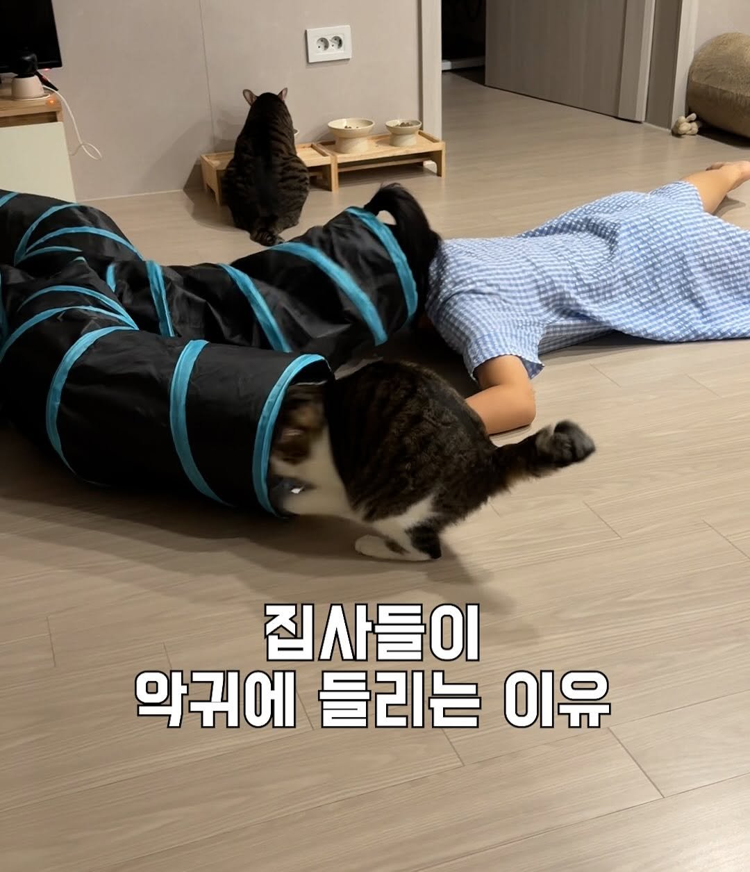 Photo by 간헐적 개냥이 on September 28, 2025. May be an image of 1 person, Abyssinian cat, kitten and text that says 'ማ. 집사들이 악귀에 악귀에들리는이유 들리는 이유'.