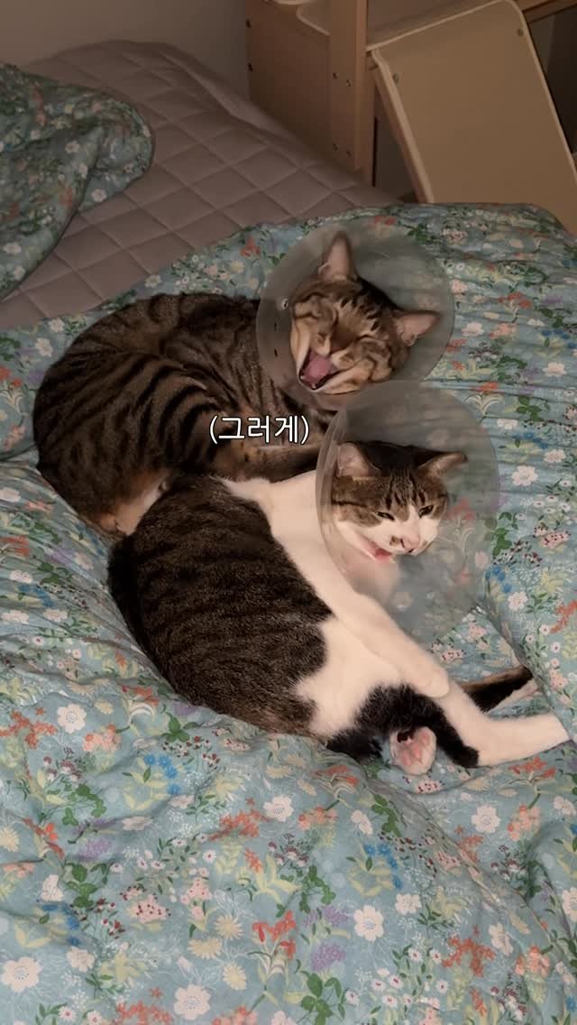 ganher_cat_ 게시물 이미지: 환절기+꽃가루 이슈로 넥카라행
냥삐졌지만..
다음날이면 겨드랑이에 쌍나팔...