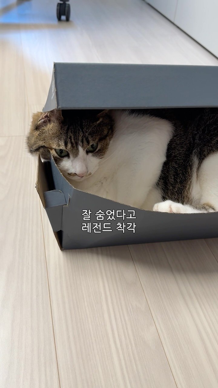 ganher_cat_ 게시물 이미지: 고급지게 키우려 했으나..
퍼스널 컬러가 가난임..
.
.
.
#고양이#개냥이#냥이#야옹이#환콜이