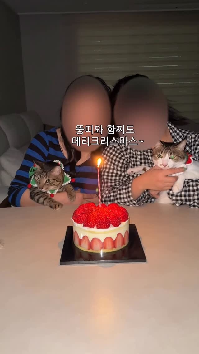 ganher_cat_ 게시물 이미지: 뚱삼이와 함찌의 크리스마스🎄
이런 선물해주는 누나가...