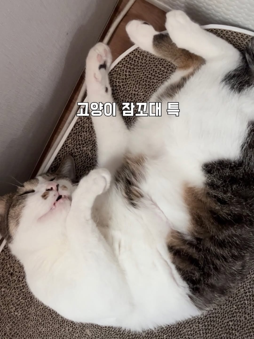 Photo by 간헐적 개냥이 on February 19, 2026. May be an image of sleeping, cat, pie and text that says '고양이 잠꼬대 고양이잠꼬대특 导'.