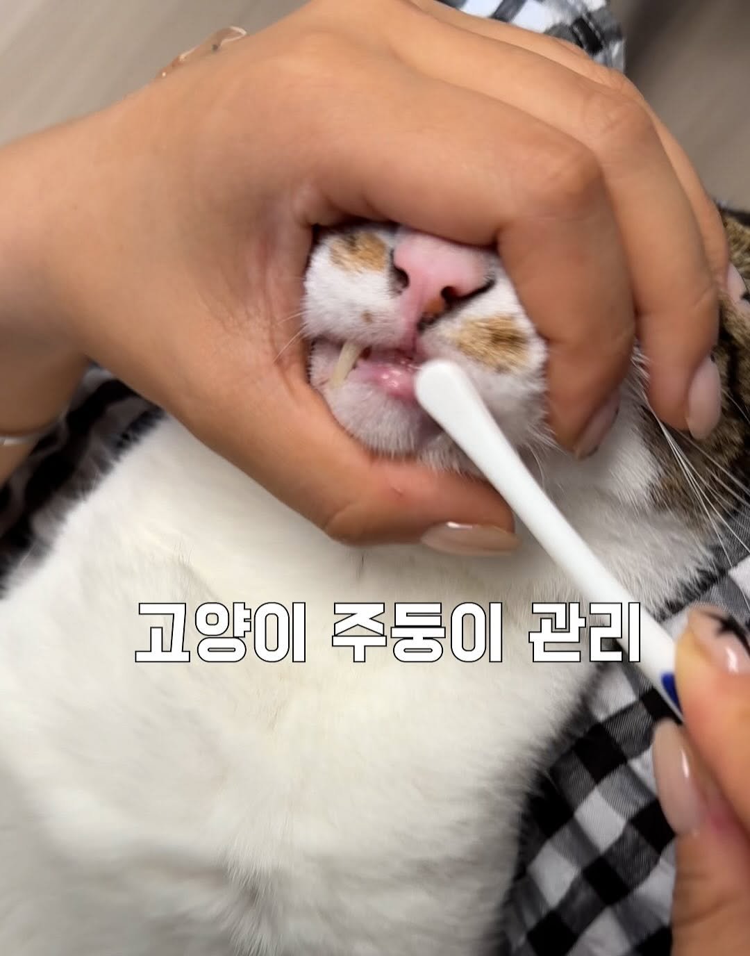 Photo by 간헐적 개냥이 on September 22, 2025. May be an image of kitten, tortoiseshell cat, pie, dental floss and text that says '고양이 고양이주등이관리 주둥이 관리'.