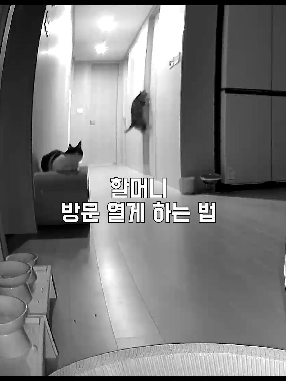 Photo by 간헐적 개냥이 on September 20, 2025. May be an image of Groenendael and text that says '할머니 방문 열게 하는 법'.