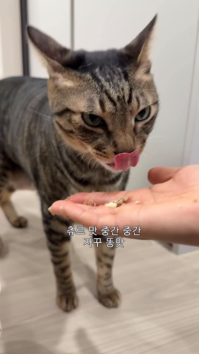 ganher_cat_ 게시물 이미지: 마지막 희망까지 파묻어 주는 뚱삼이
맛있는 냄새만 나구만
왜 자꾸...