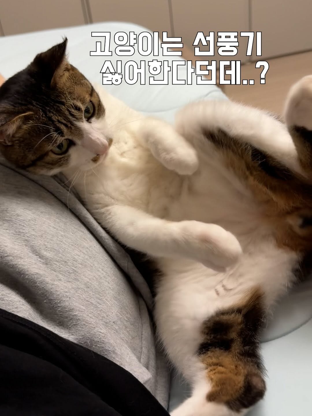 Photo by 간헐적 개냥이 on August 04, 2025. May be an image of kitten, tortoiseshell cat, pie and text that says '고양이는 선풍기 싫어한다던데..?'.
