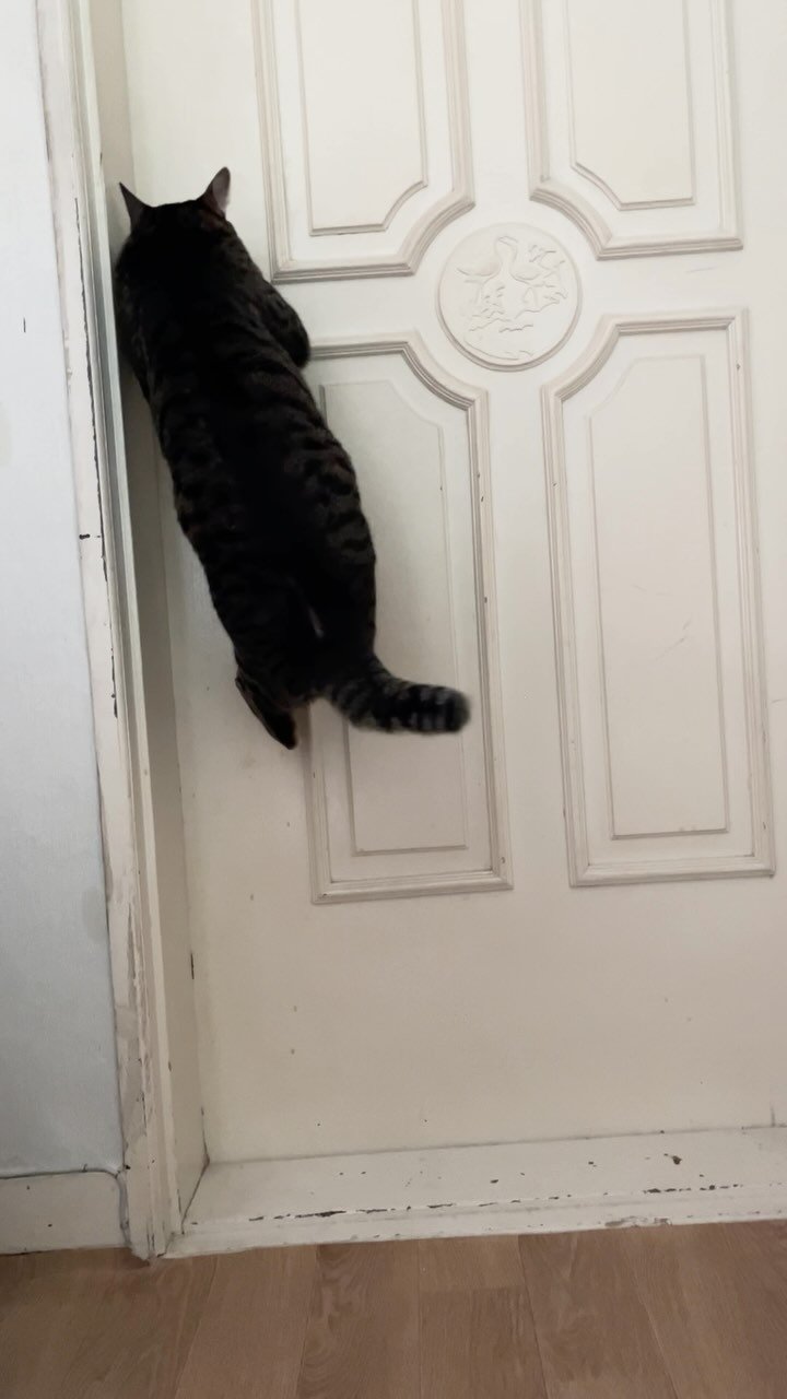 ganher_cat_ 게시물 이미지: 잠겨있는 문 한방에 여는 방법
콜라인 척 문고리 내려치기😎
근데 동싱아..
예쁘게...