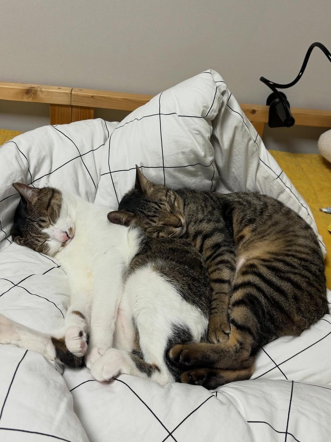 Photo by 간헐적 개냥이 on April 16, 2026. May be an image of sleeping, Abyssinian cat, kitten, tortoiseshell cat, bedroom and text.