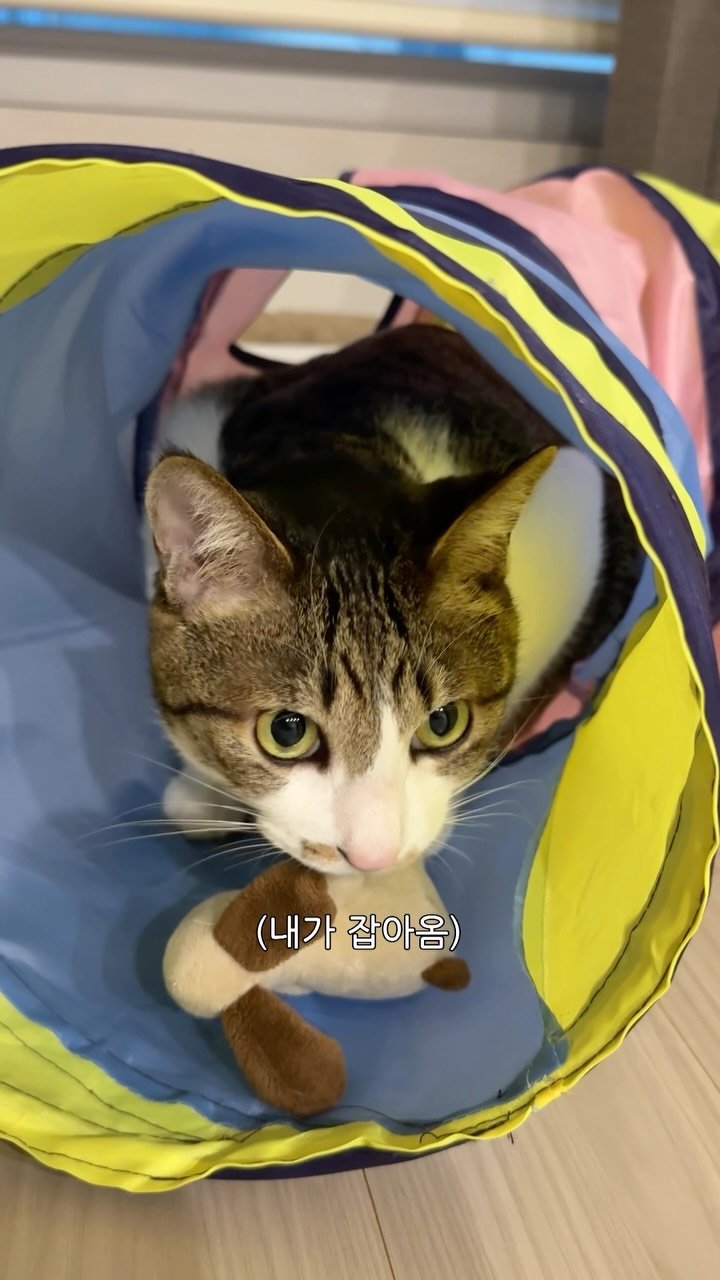 ganher_cat_ 게시물 이미지: 고양이가 자랑하려던 것🐱
.
.
.
#고양이#개냥이#환콜이#cat