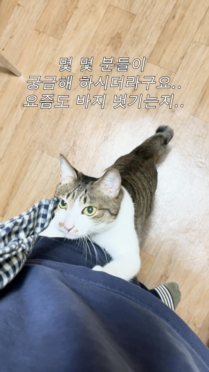 ganher_cat_ 게시물 이미지: 요즘도 바지 벗기냐구요..?
네…
어디 내놓아도 너무 부끄러운 내새ㄲ ㅣ…
남들...