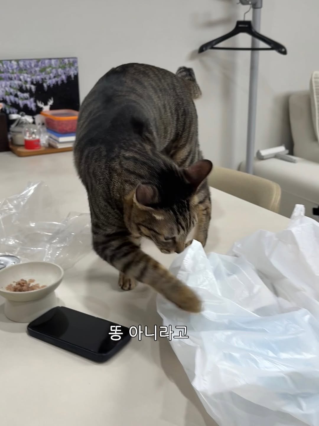Photo by 간헐적 개냥이 on February 12, 2026. May be an image of Abyssinian cat, kitten and text that says '20 똥 아니라고'.