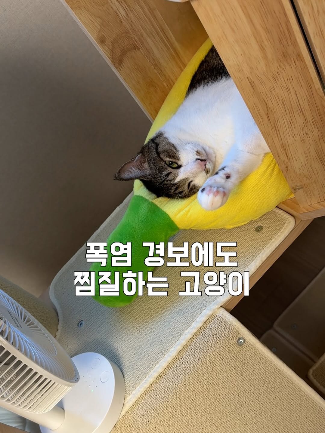 Photo by 간헐적 개냥이 on July 29, 2025. May be an image of kitten, tortoiseshell cat, pie and text.