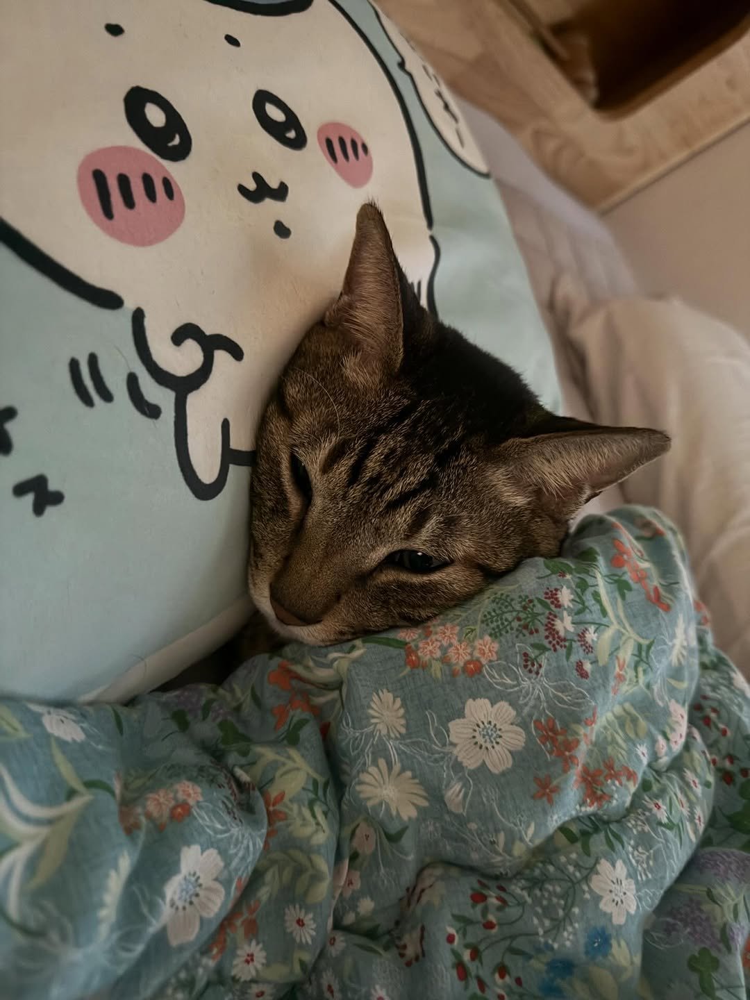 Photo by 간헐적 개냥이 on December 17, 2025. May be an image of sleeping, Abyssinian cat, tortoiseshell cat, kitten, blanket, bedroom and text.