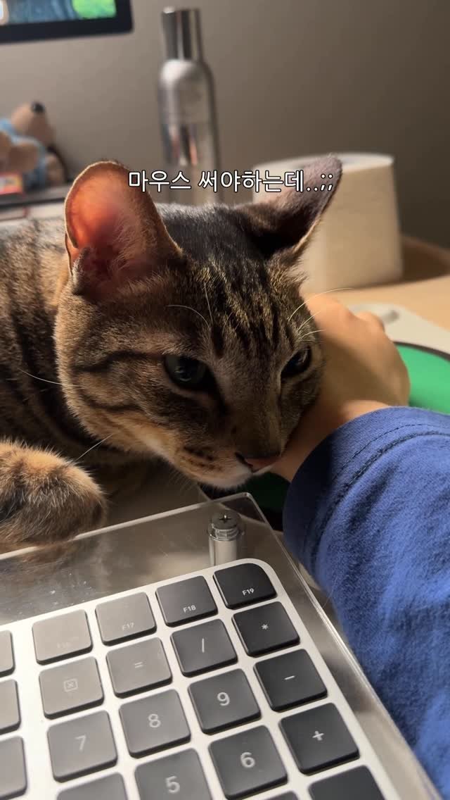 ganher_cat_ 게시물 이미지: 진짜 귀엽지 않았으면 큰일났다..
귀여워서 다행인 줄 알아라...