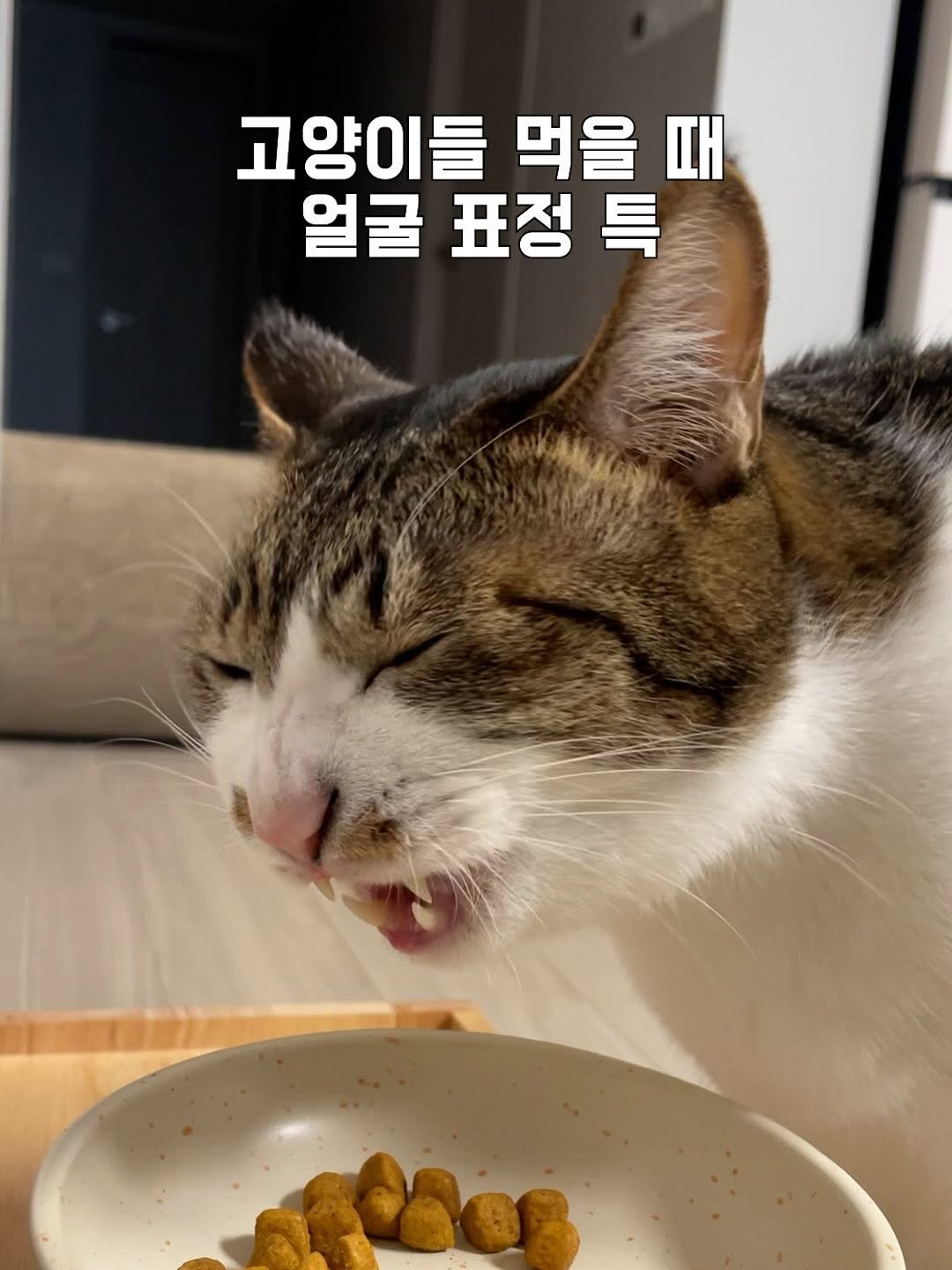 Photo by 간헐적 개냥이 on September 18, 2025. May be an image of cat and text that says '고양이들 고양이들먹을때 먹을 nΗ 얼굴 표정 号'.