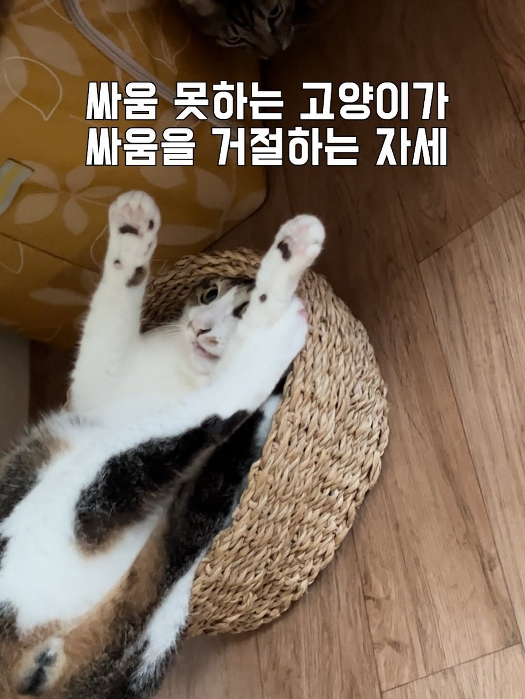 Photo by 간헐적 개냥이 on September 12, 2025. May be an image of kitten, Abyssinian cat, pie and text that says '싸움 못하는 고양이가 싸움을 거절하는 자세'.