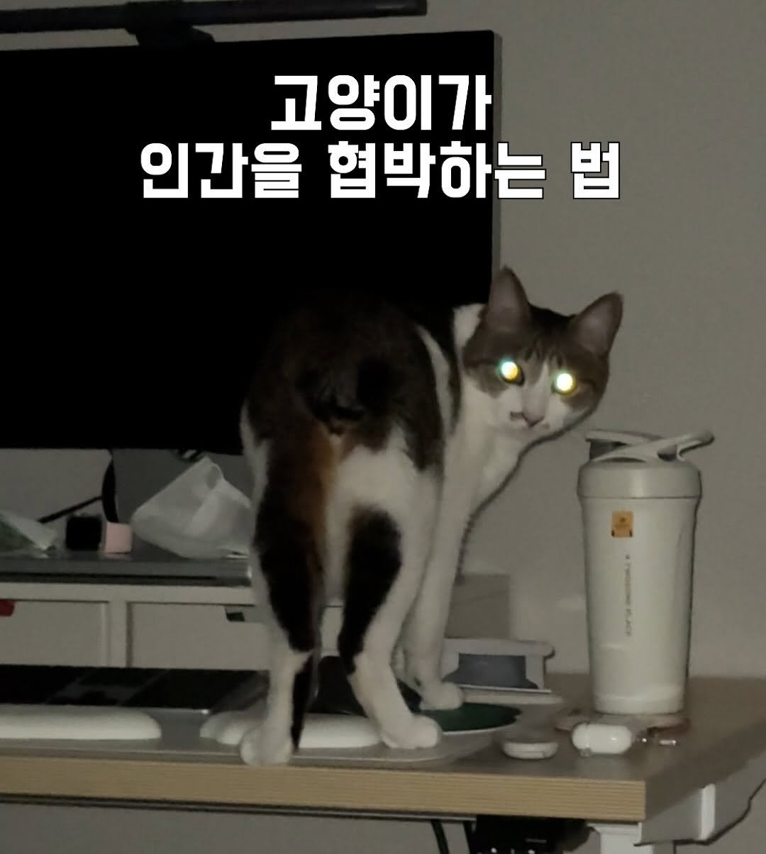 Photo by 간헐적 개냥이 on August 06, 2025. May be an image of Abyssinian cat, tortoiseshell cat, kitten and text that says '고양이가 인간을 협박하는 법'.