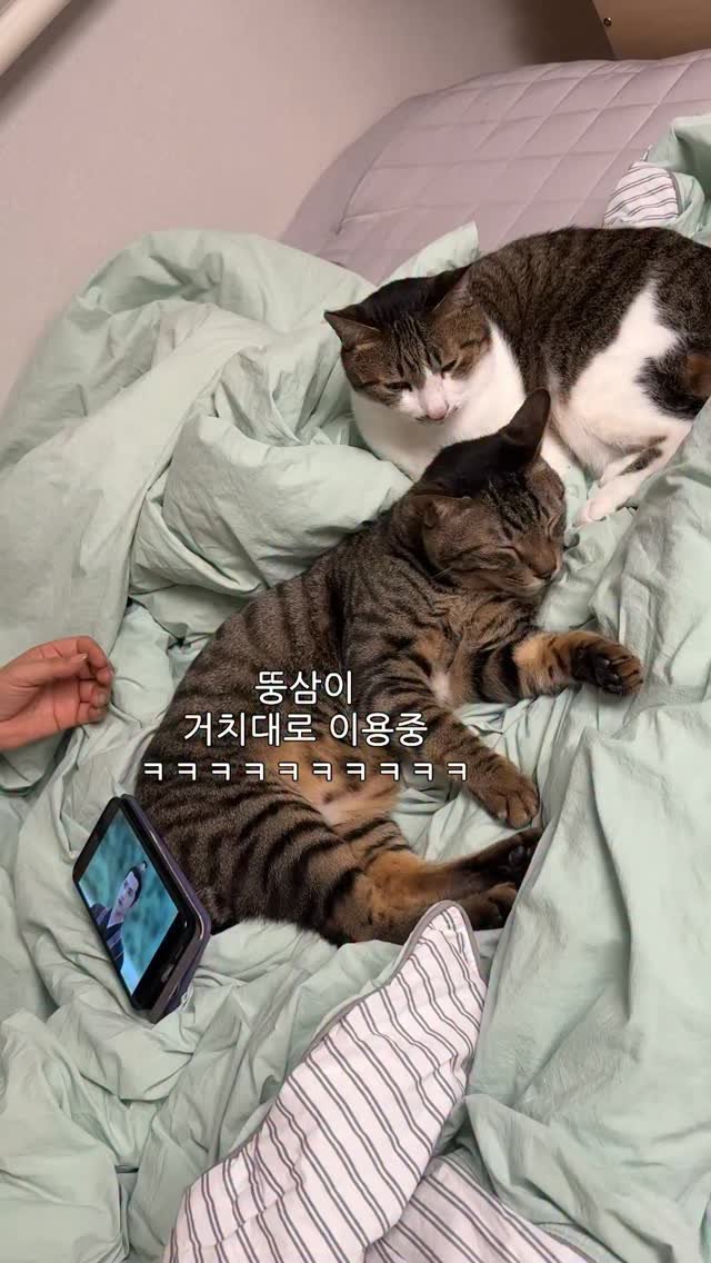 ganher_cat_ 게시물 이미지: 할무니의 고양이 사용법
고양이를 꼭 옆에두는 이유...