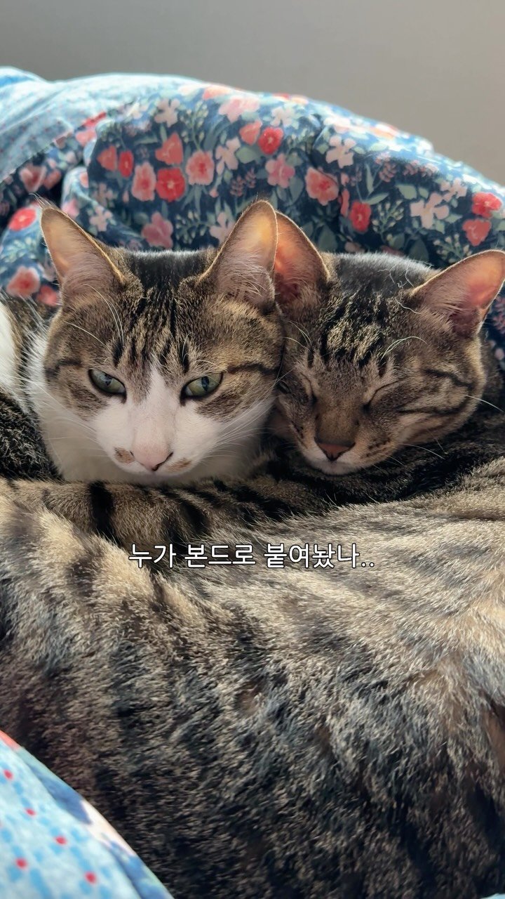 ganher_cat_ 게시물 이미지: 수염이 다 뜯겨도 꼭 붙어있음ㅋㅋㅋㅋ
.
.
.
#고양이#개냥이#집사#cat