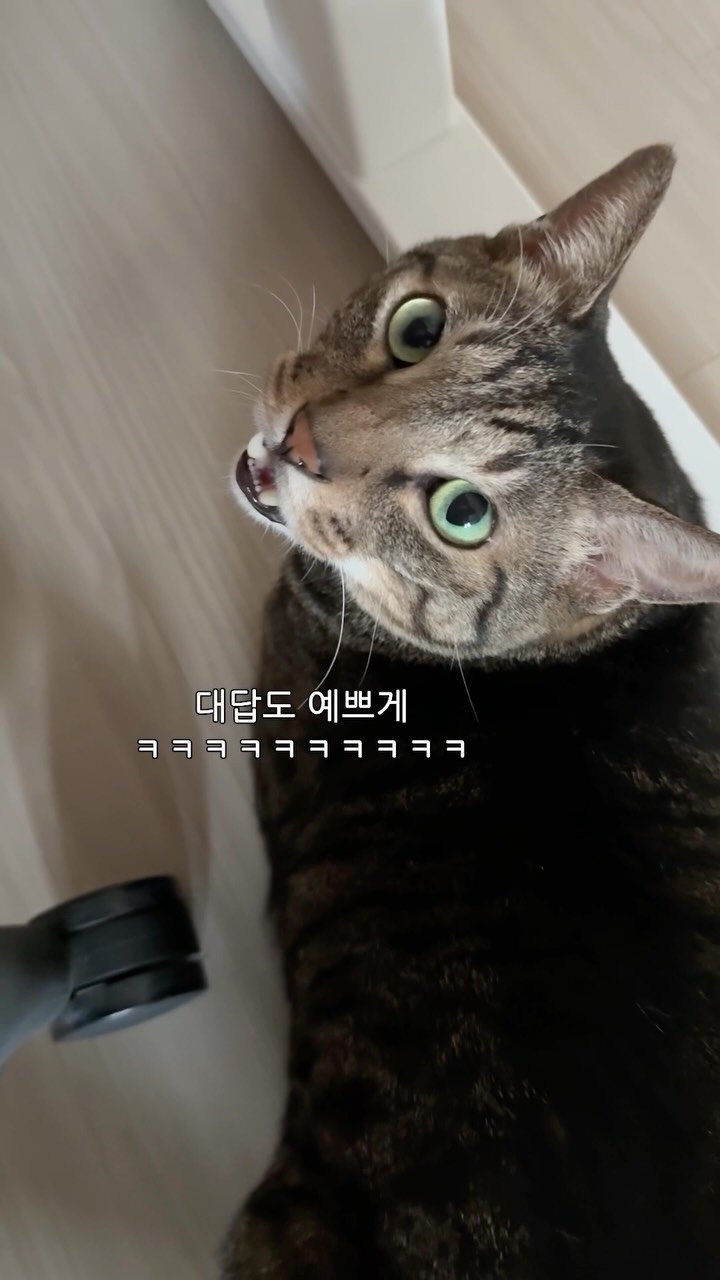 ganher_cat_ 게시물 이미지: 이제 예쁜건 싫다고...