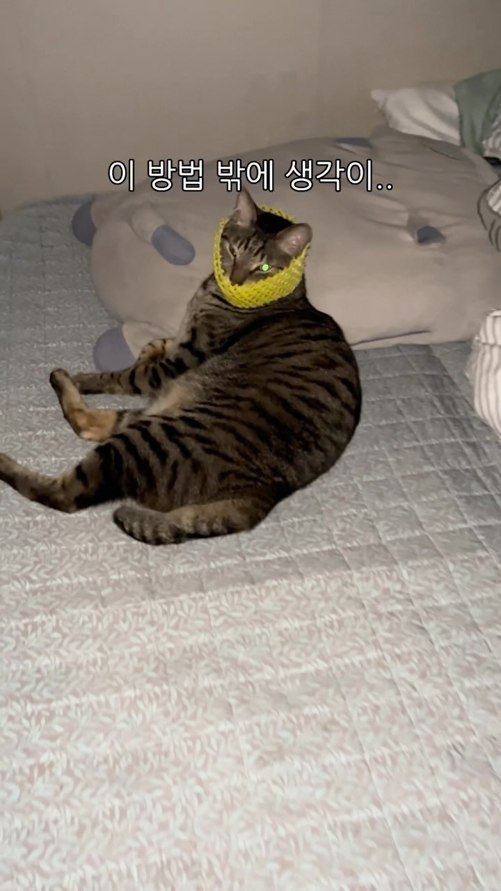 ganher_cat_ 게시물 이미지: 새벽에 몰래 야식 먹으려는데
동네방네 다 들리게 냥냥..
평상시에는 대답도...