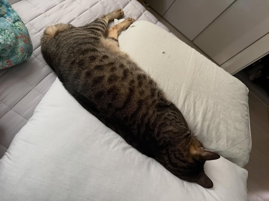 Photo by 간헐적 개냥이 on April 23, 2026. May be an image of sleeping, tortoiseshell cat, bedroom and text.
