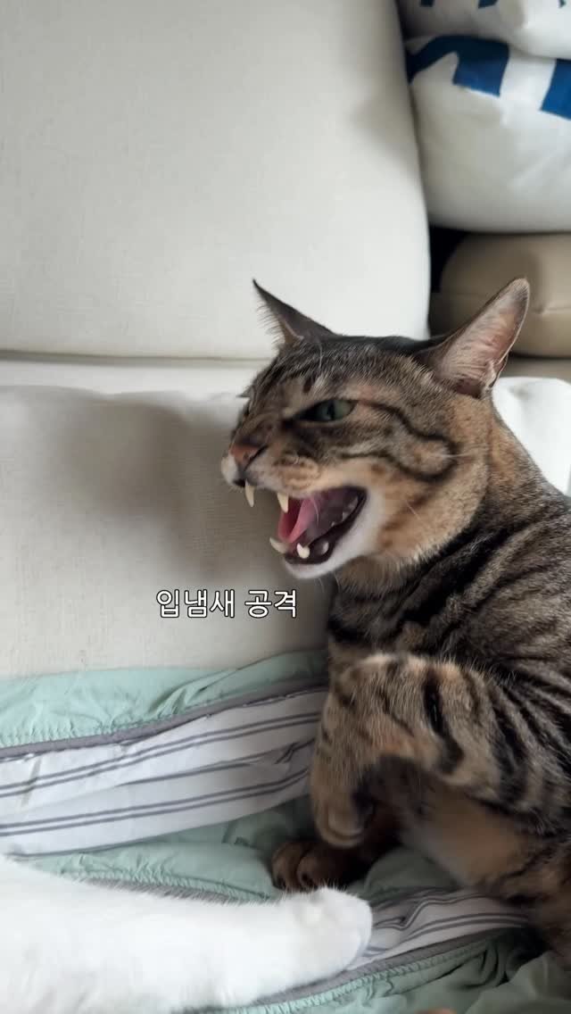 ganher_cat_ 게시물 이미지: 하루지나면 괜찮아질 줄 알았는데..
생각보다 오래가는...