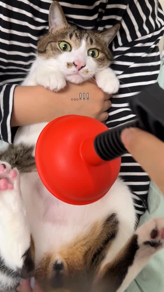 ganher_cat_ 게시물 이미지: 배털 민김에 함몰찌찌 근황 공개
모태함몰이라 관리해야함🐱
요즘 이름을 잃고 함찌라...