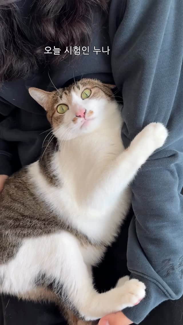 ganher_cat_ 게시물 이미지: 아무리 남의 집 고양이가 꿈이라지만..
내 손을 이렇게...