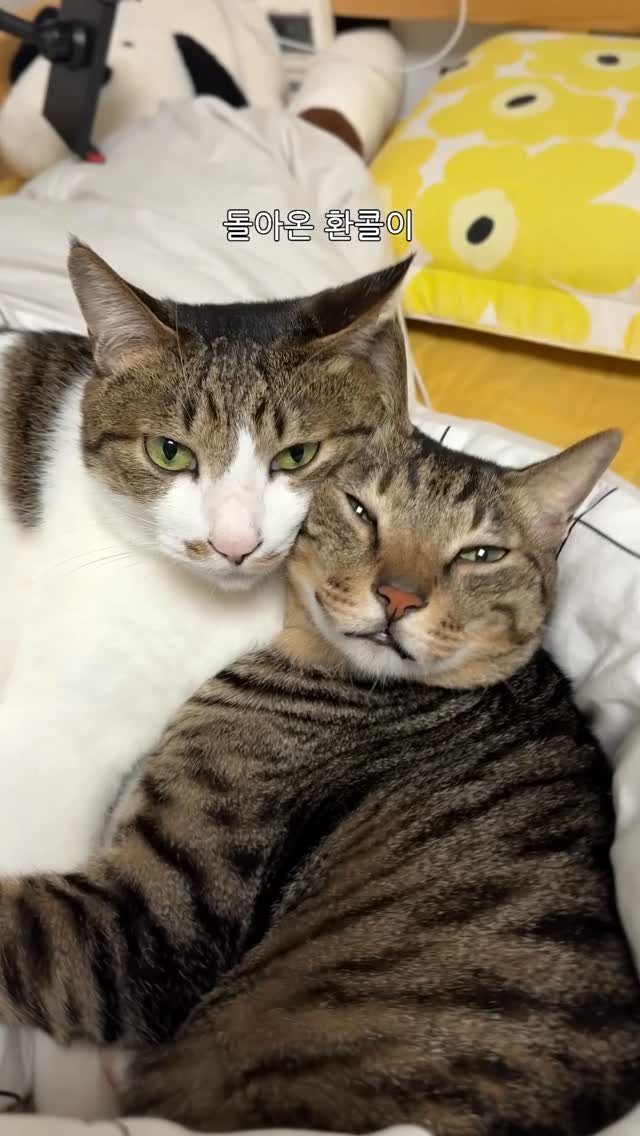 ganher_cat_ 게시물 이미지: 드디어 하악질 멈추는 법 알아냄
.
.
#고양이#개냥이#환콜이#cat