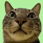 ganher_cat_ 인스타그램 프로필 사진