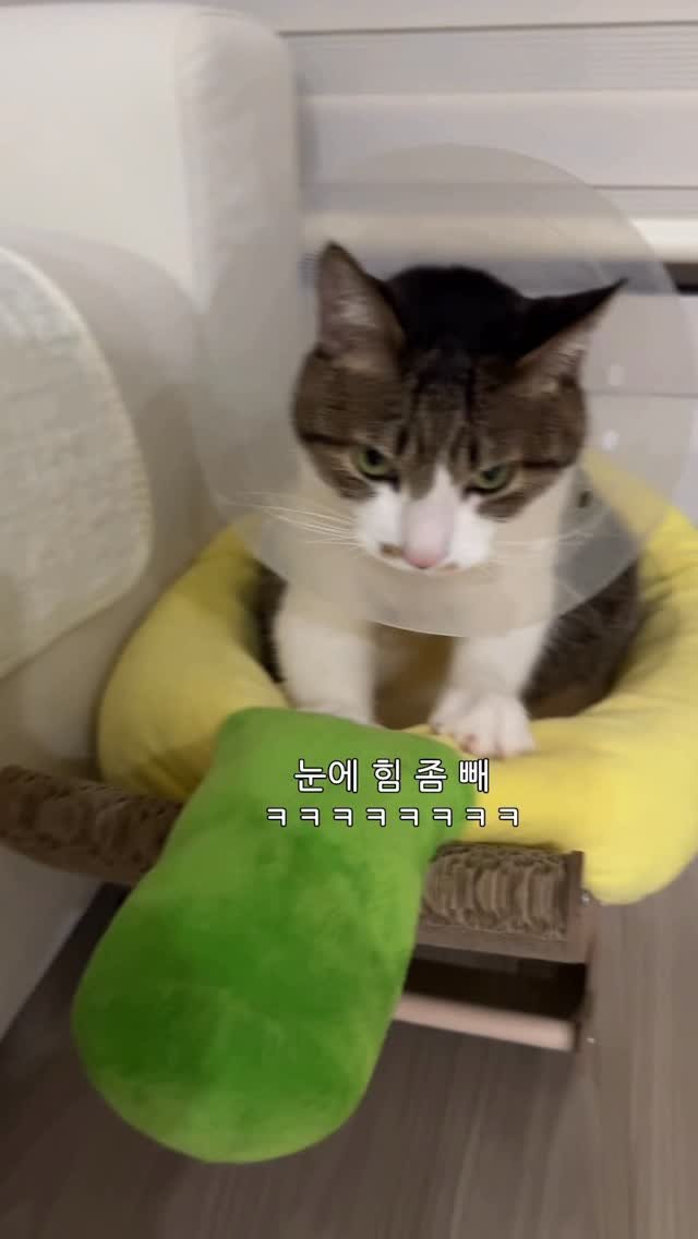 ganher_cat_ 게시물 이미지: 넥카라 씌워서 분노의 꾹꾹이
눈에 힘 주기...
