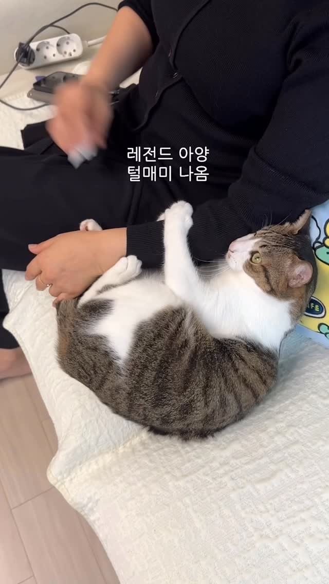 ganher_cat_ 게시물 이미지: 할머니 앞에서 갖은 아양 떨고 있음..
실세 앞에서만 배를 드러내는..
주둥이 옆...
