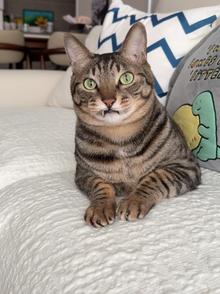 ganher_cat_ 게시물 이미지: 장난감을 아무리 흔들어도 묵직..
팔만 가늘어지는 중..
조금 약올렸다고 덧니로...