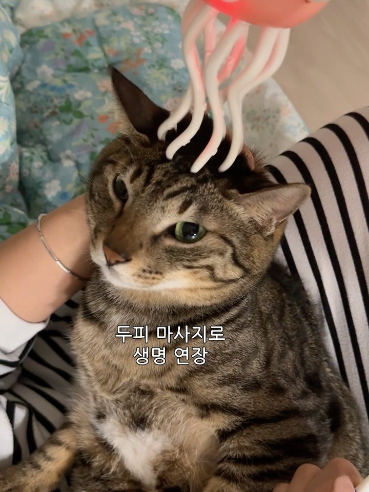 ganher_cat_ 게시물 이미지: 하루만에 버려질뻔한 징고비
두피 마사지로 생명...