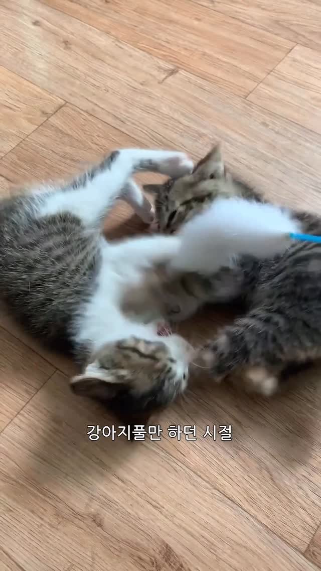 ganher_cat_ 게시물 이미지: 함몰찌찌와 뚱띠해삼의 과거
(본명 환타 콜라)
.
.
.
#고양이#개냥이#환콜이#cat