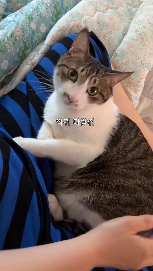 ganher_cat_ 게시물 이미지: 할머니가 고양이를 예뻐 할 수밖에 없는 이유
꾹꾹이 차별 개킹🫠
참고로 뚱띠해삼...