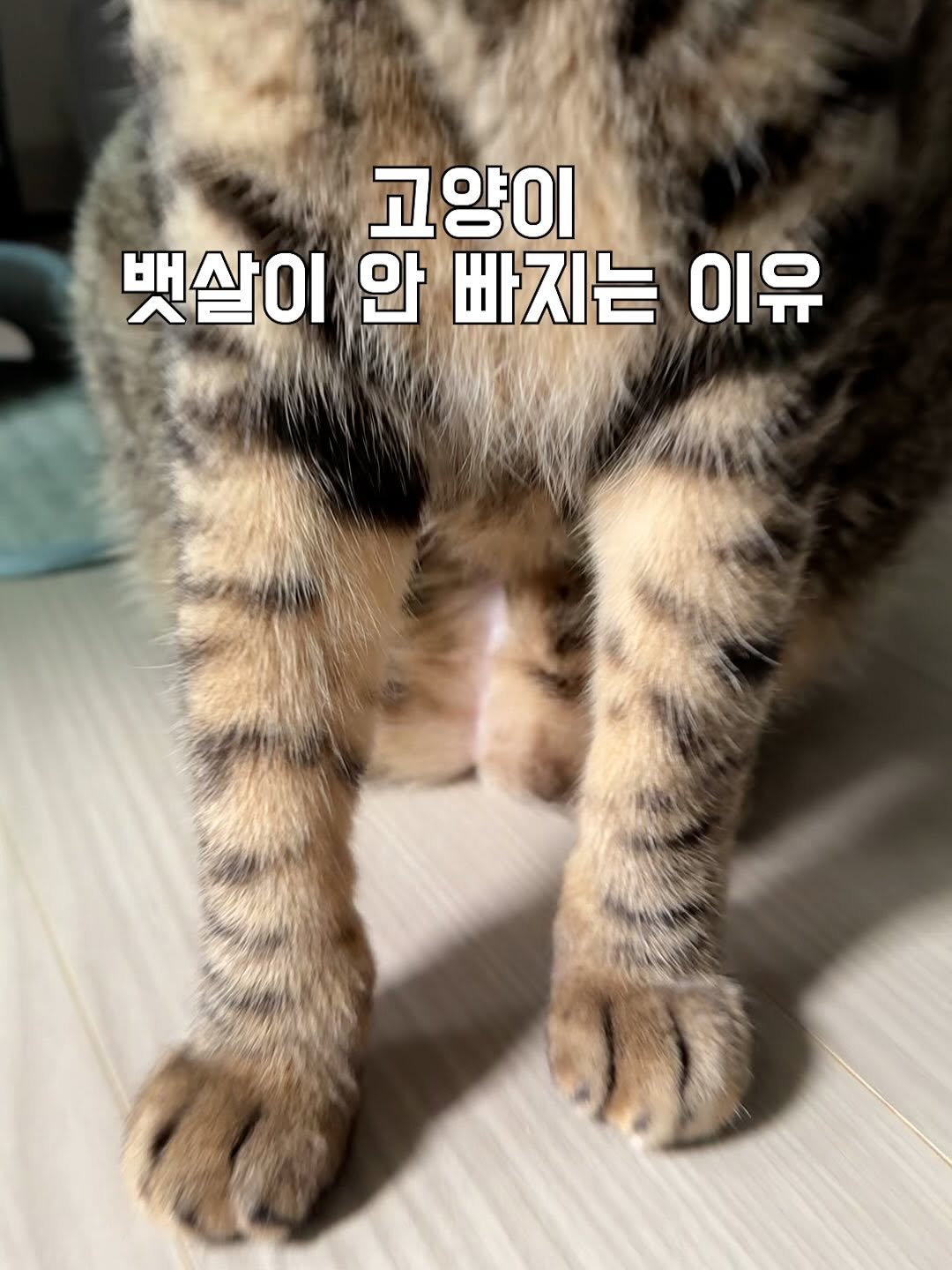 Photo by 간헐적 개냥이 on September 26, 2025. May be an image of Abyssinian cat, tortoiseshell cat, kitten, pie and text that says '고양이 뱃살이 안 빠지는 이유'.